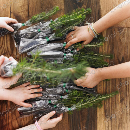 Rows of small evergreen seedlings laid on a tabletop. Three children sorting them out. Rows of small evergreen seedlings laid on a tabletop. Three children sorting them out.
