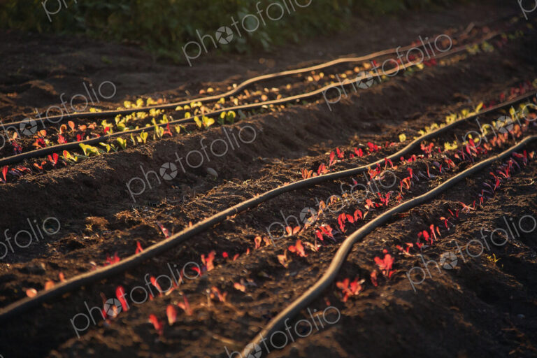Rows of small seedlings growing in furrows in soil, water hoses laid along the ground.