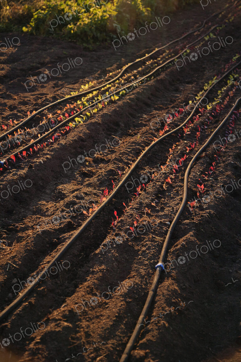 Rows of small seedlings growing in furrows in soil, water hoses laid along the ground.