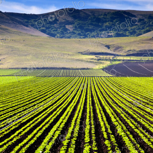 Rural Landscape with Planted Crops Rural Landscape with Planted Crops