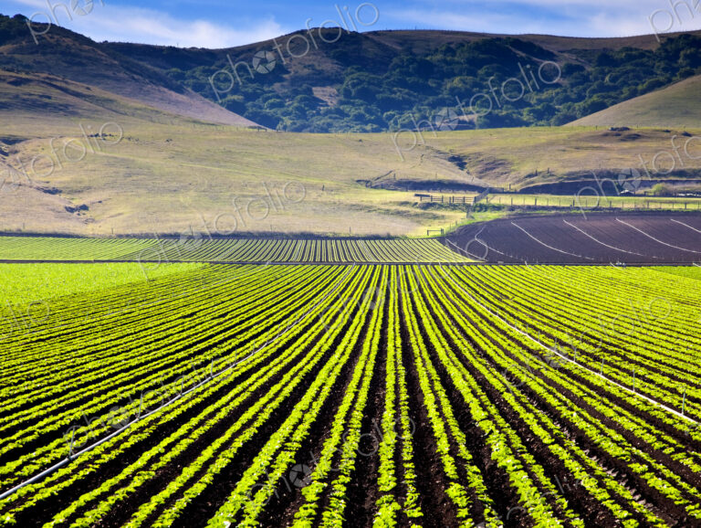 Rural Landscape with Planted Crops