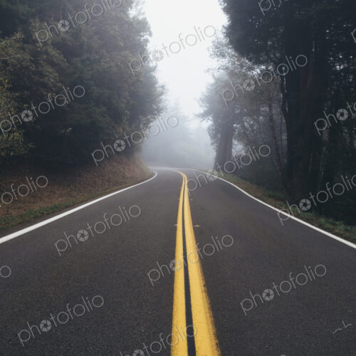 Rural highway through a forest of alder trees into the distance, fog in the air.