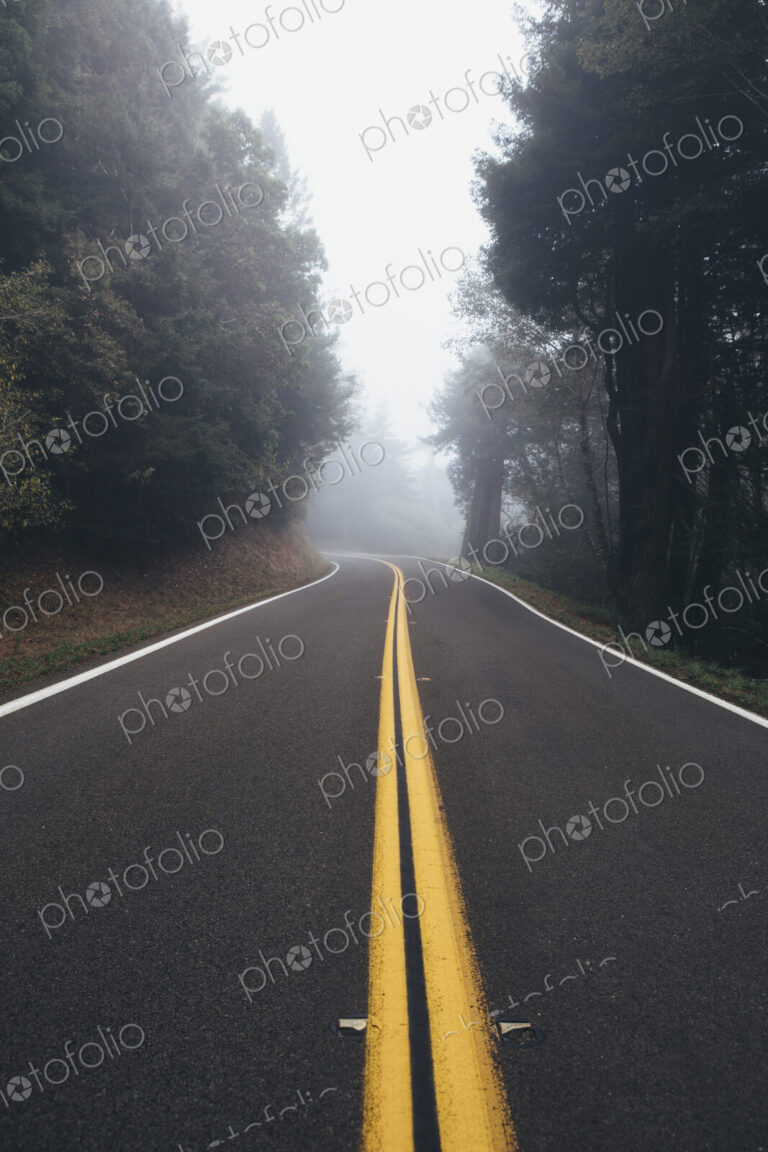 Rural highway through a forest of alder trees into the distance, fog in the air.