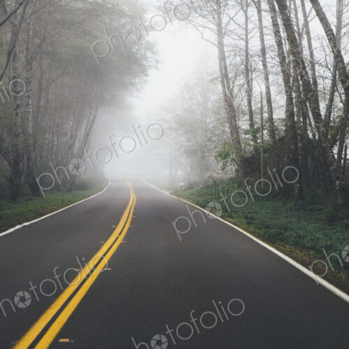 Rural highway through a forest of alder trees into the distance, mist hanging in the…