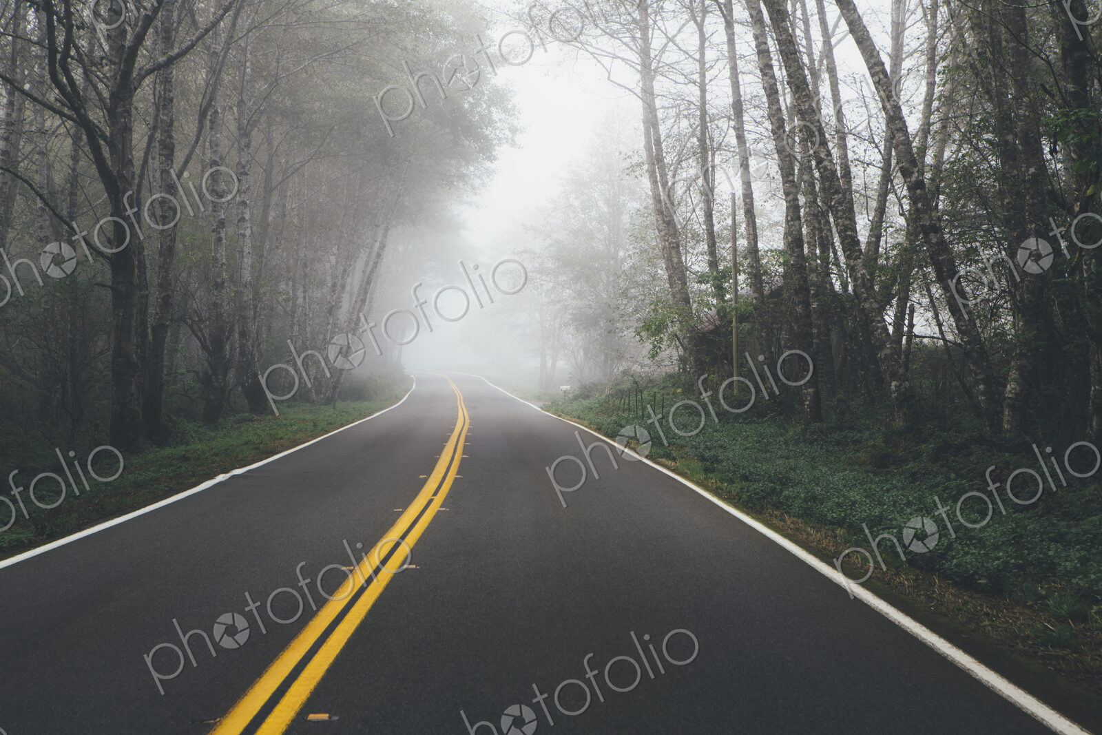 Rural highway through a forest of alder trees into the distance, mist hanging in the…