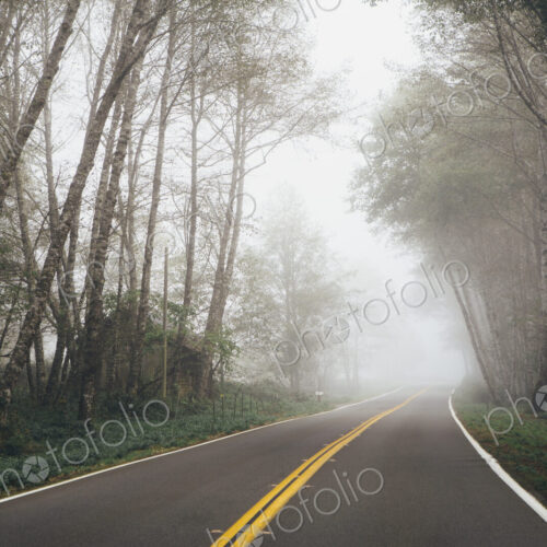 Rural highway through a forest of alder trees into the distance, mist hanging in the…