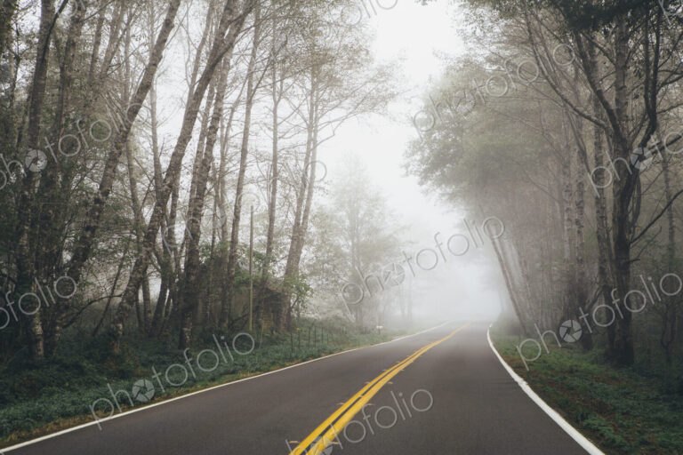 Rural highway through a forest of alder trees into the distance, mist hanging in the…