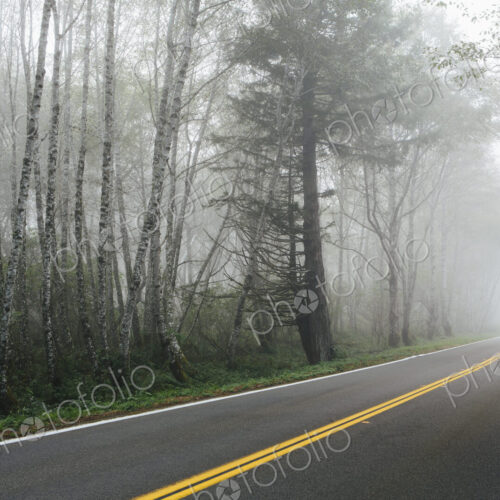 Rural highway through a forest of alder trees into the distance, mist hanging in the…