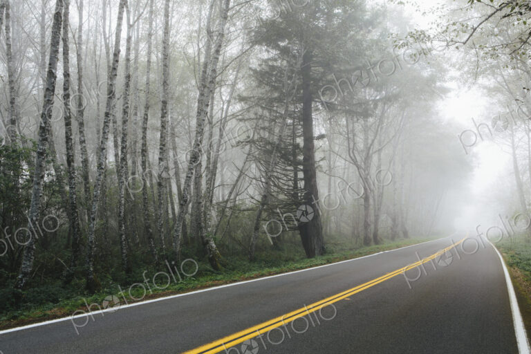 Rural highway through a forest of alder trees into the distance, mist hanging in the…