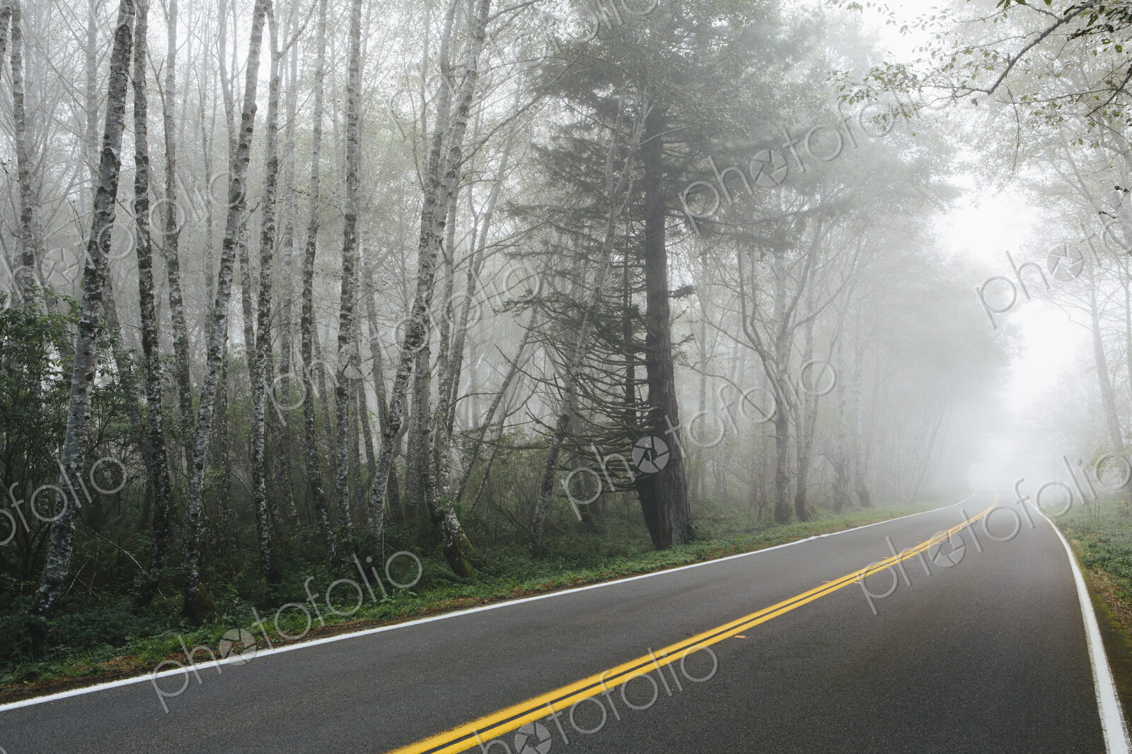 Rural highway through a forest of alder trees into the distance, mist hanging in the…
