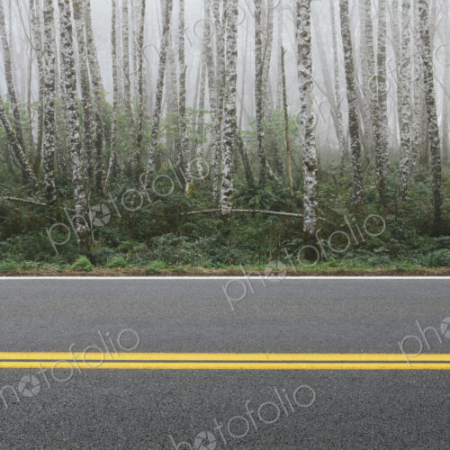 Rural highway through dense woodland, alder trees with slim straight tree trunks. Rural highway through dense woodland, alder trees with slim straight tree trunks.