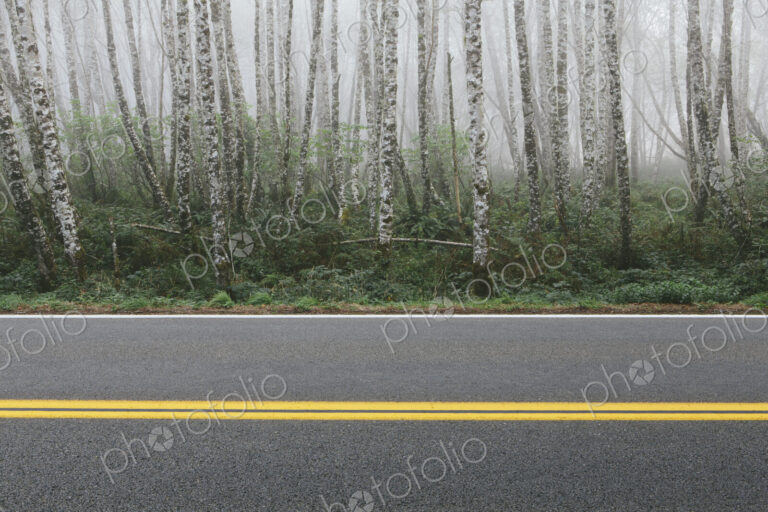 Rural highway through dense woodland, alder trees with slim straight tree trunks.