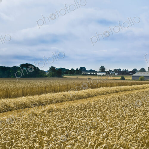 Rye Field on a Farm Rye Field on a Farm