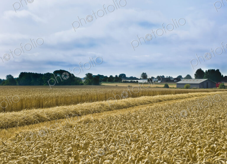Rye Field on a Farm