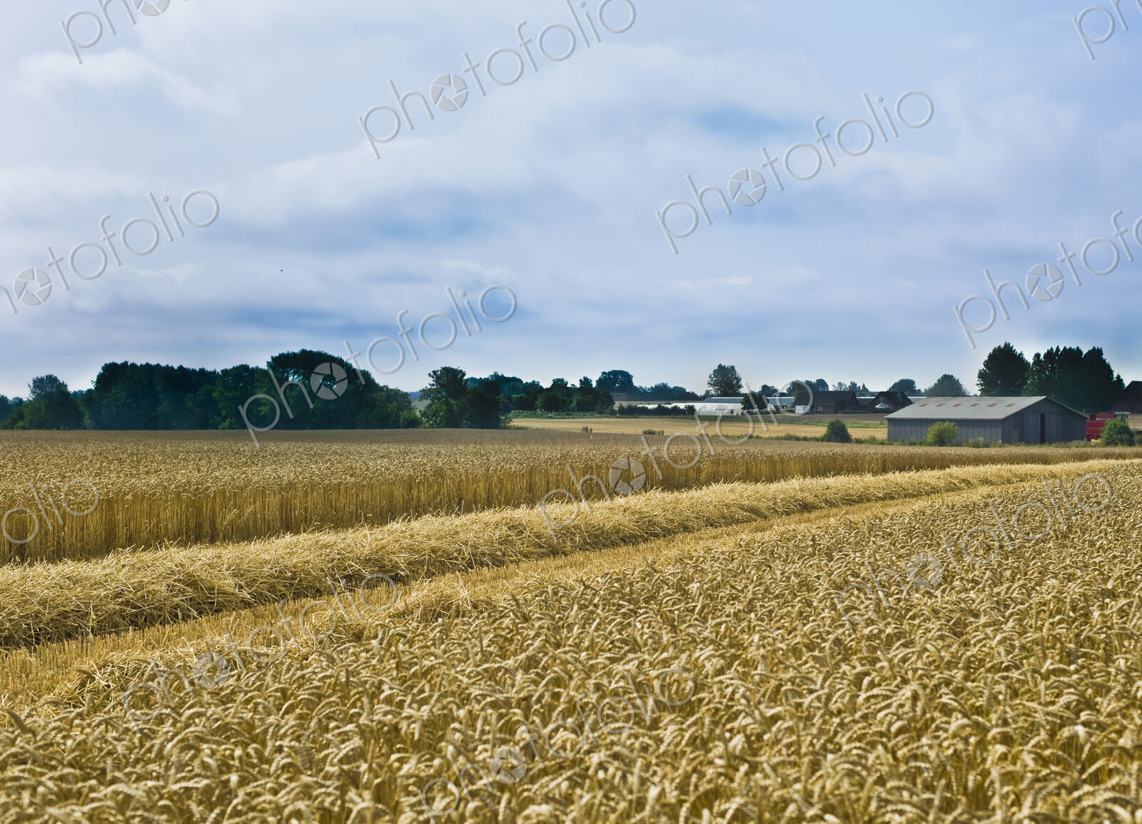Rye Field on a Farm