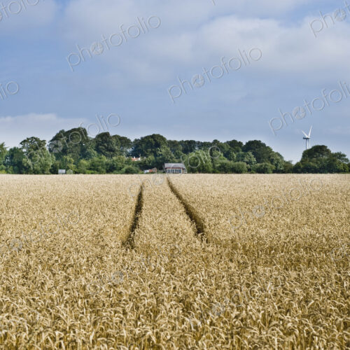 Rye field