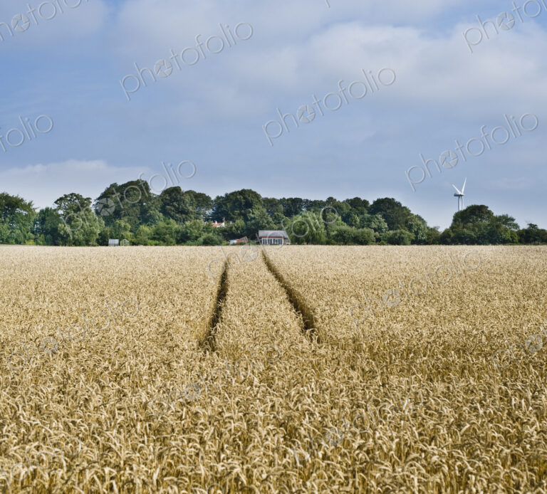 Rye field
