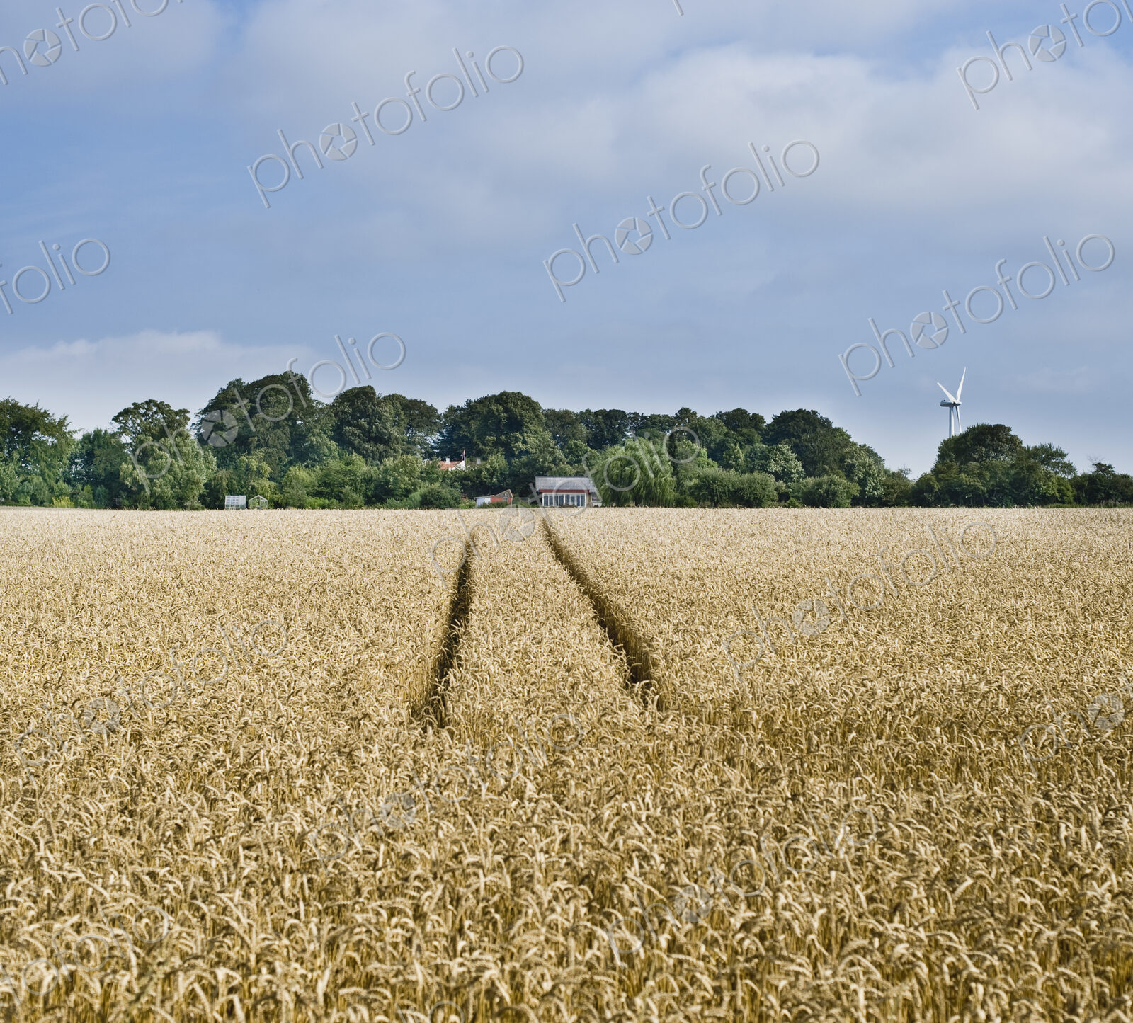 Rye field