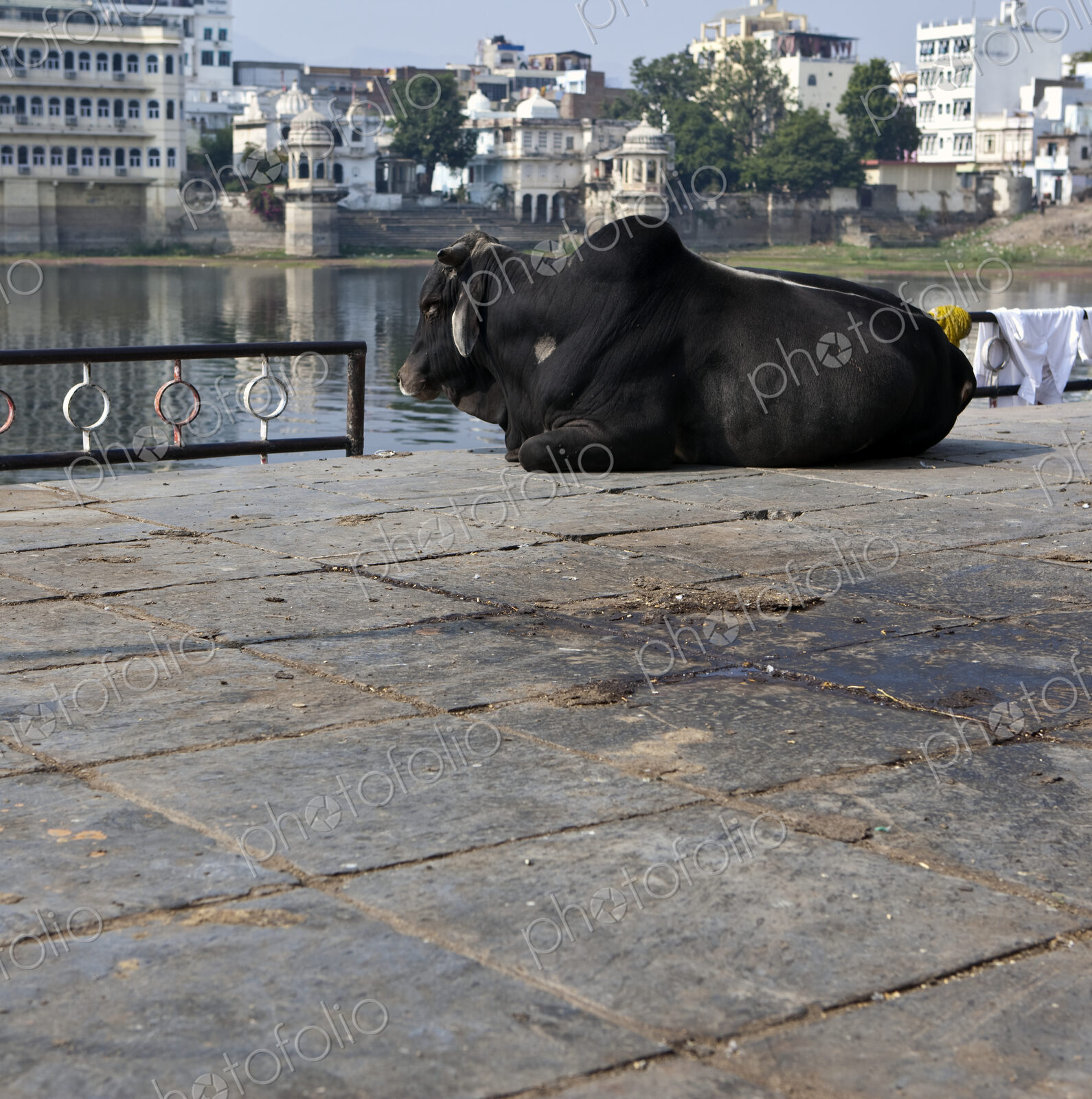 Sacred Cow at the Bathing Ghat