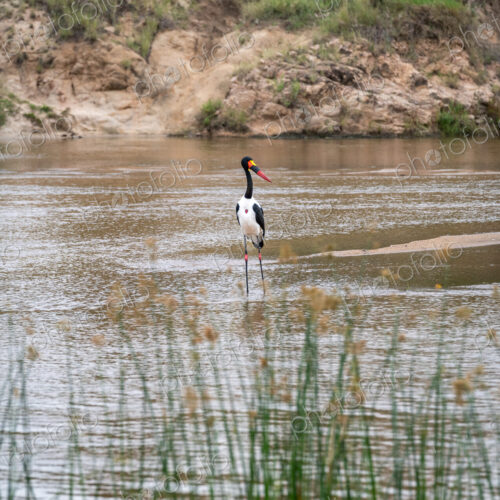 Saddle-Billed Stork, Ephippiorhynchus senegalensis, standing in water. Saddle-Billed Stork, Ephippiorhynchus senegalensis, standing in water.