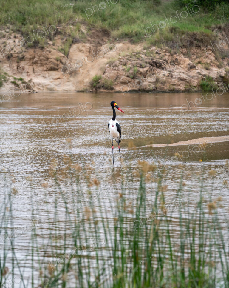 Saddle-Billed Stork, Ephippiorhynchus senegalensis, standing in water.