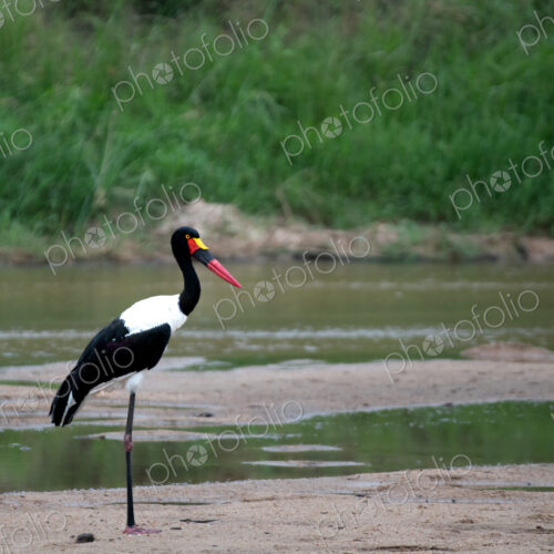 Saddle-billed Stork, Ephippiorhynchus senegalensis, Adult. Stork standing tall in a… Saddle-billed Stork, Ephippiorhynchus senegalensis, Adult. Stork standing tall in a…