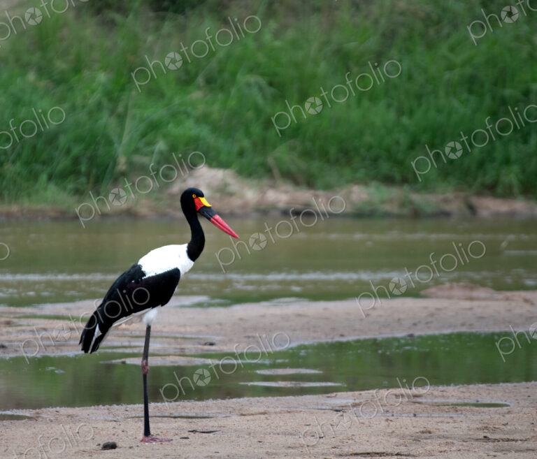 Saddle-billed Stork, Ephippiorhynchus senegalensis, Adult. Stork standing tall in a…