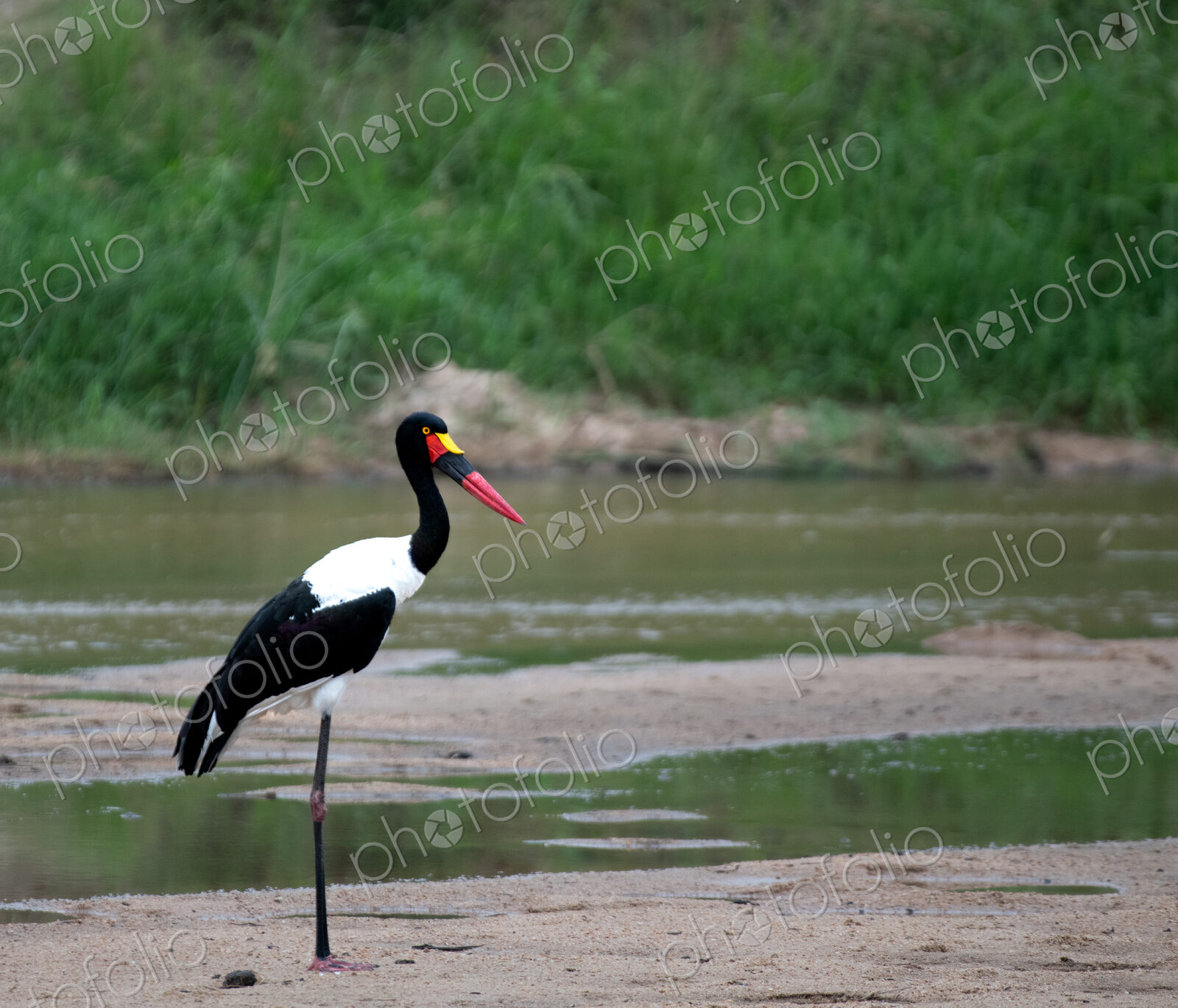 Saddle-billed Stork, Ephippiorhynchus senegalensis, Adult. Stork standing tall in a…