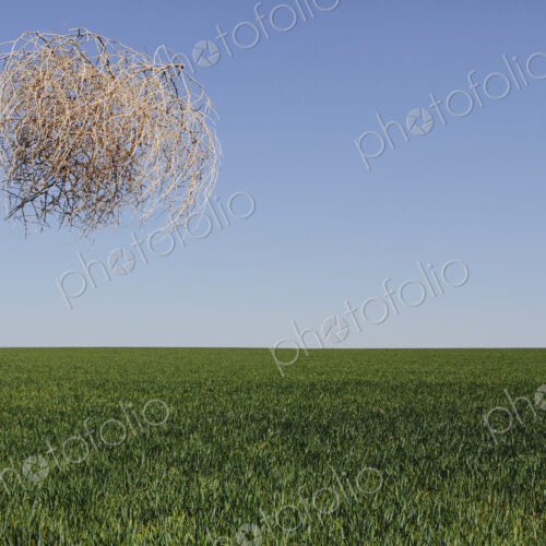 Sagebrush, tumbleweed blowing across a field of green wheat crop Sagebrush, tumbleweed blowing across a field of green wheat crop