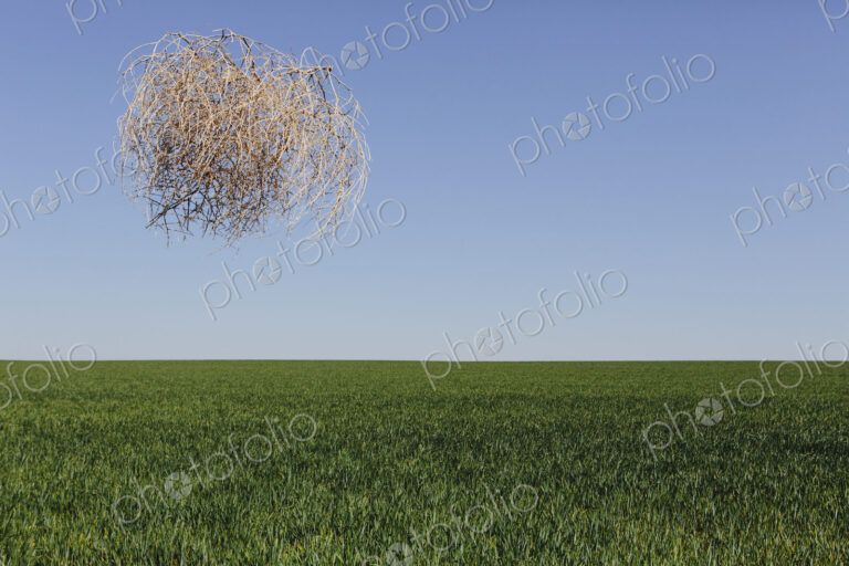 Sagebrush, tumbleweed blowing across a field of green wheat crop