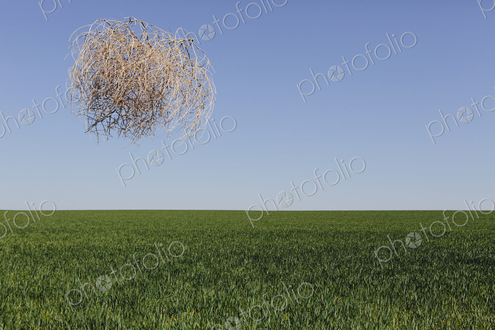 Sagebrush, tumbleweed blowing across a field of green wheat crop