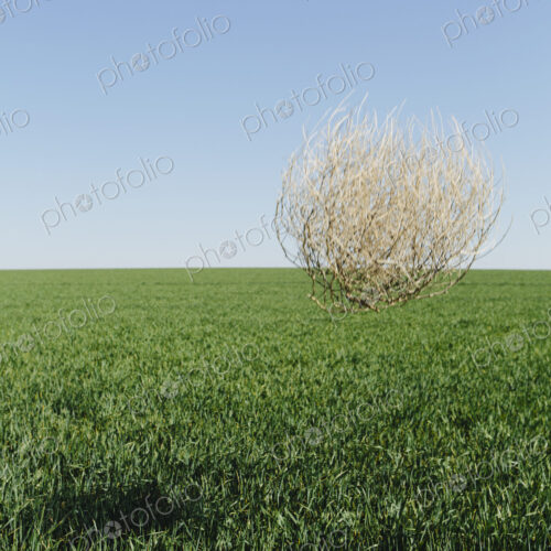 Sagebrush, tumbleweed blowing across a field of growing wheat crop in the farmland…