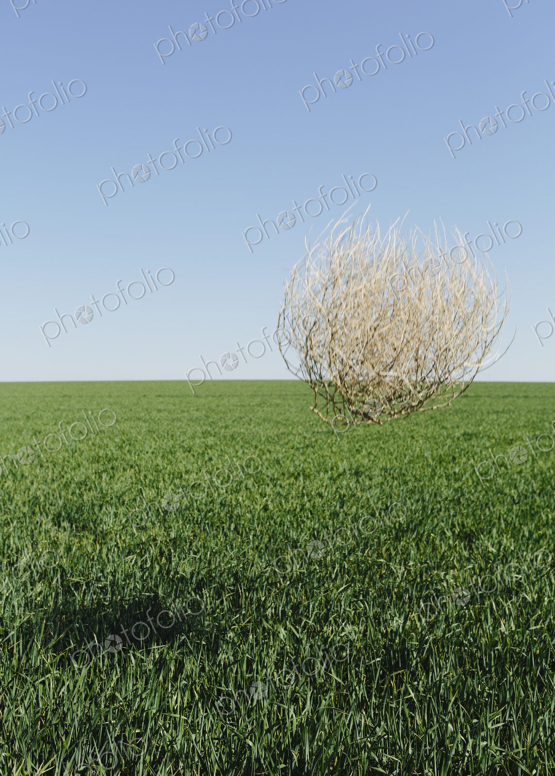 Sagebrush, tumbleweed blowing across a field of growing wheat crop in the farmland…