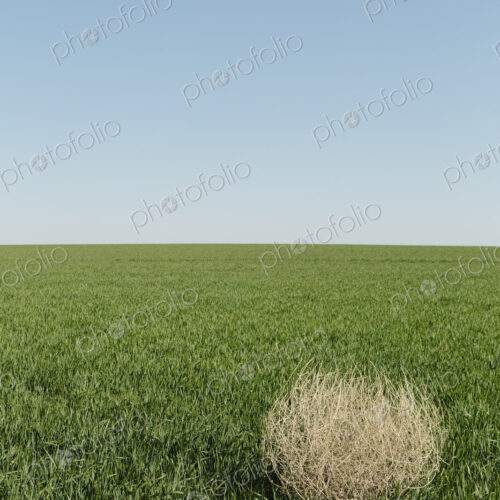 Sagebrush, tumbleweed blowing across a field of growing wheat crop in the farmland…