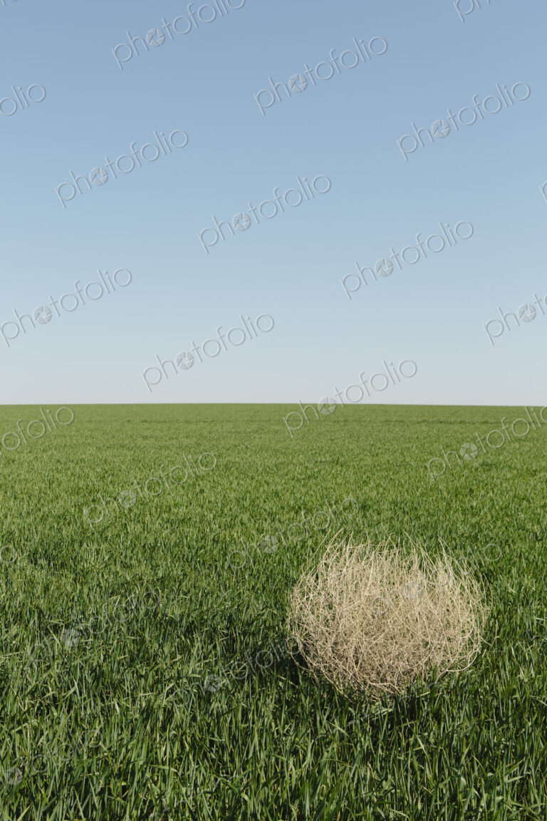 Sagebrush, tumbleweed blowing across a field of growing wheat crop in the farmland…
