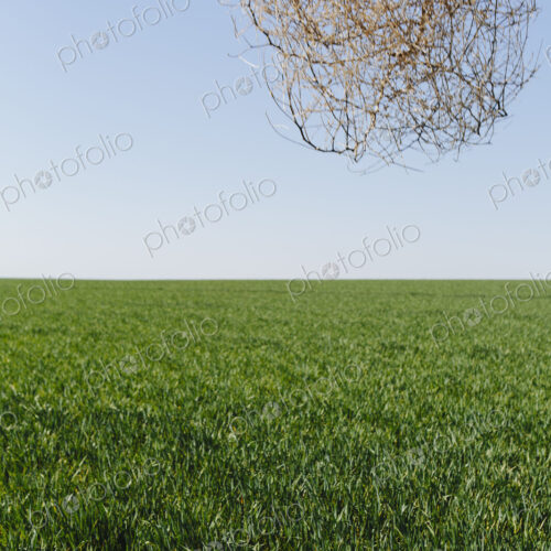 Sagebrush, tumbleweed blowing across a field of growing wheat crop in the farmland…