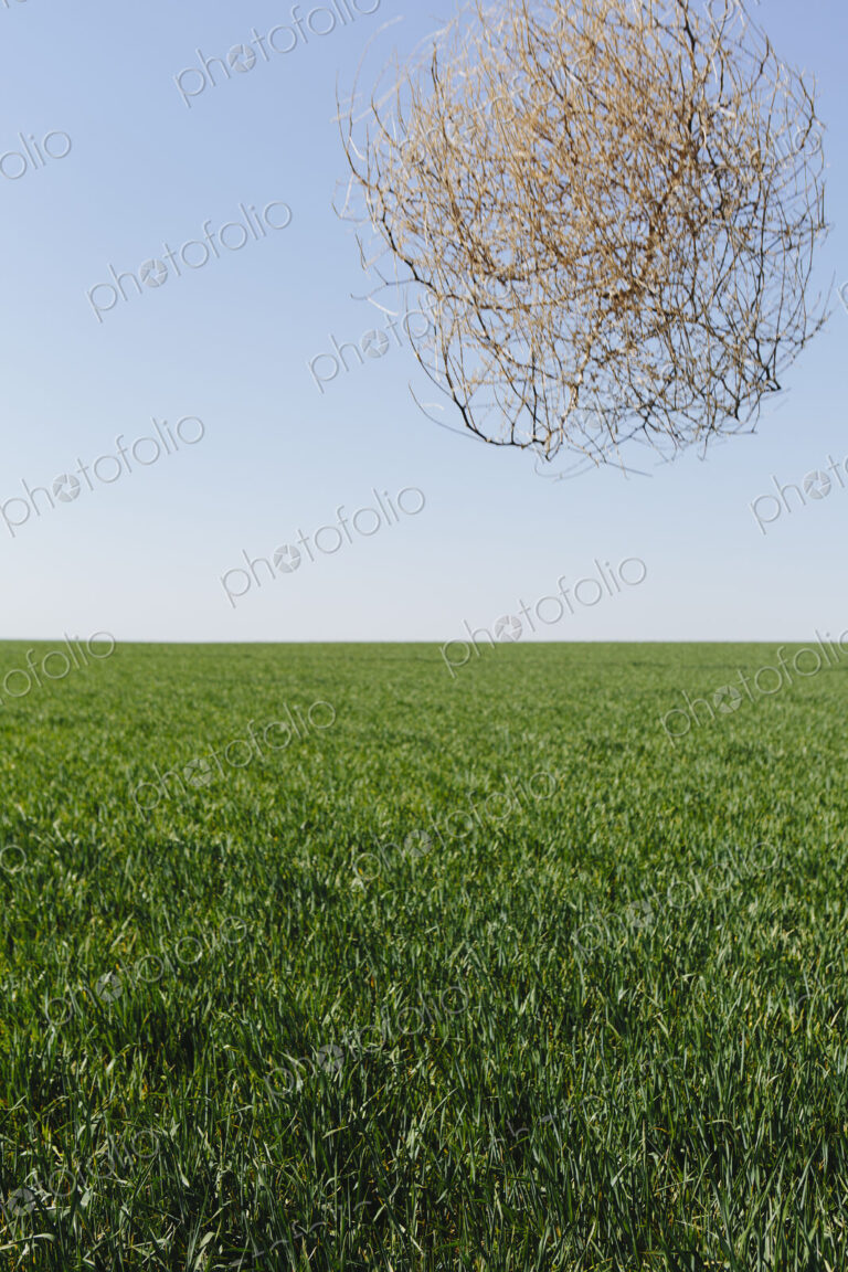 Sagebrush, tumbleweed blowing across a field of growing wheat crop in the farmland…