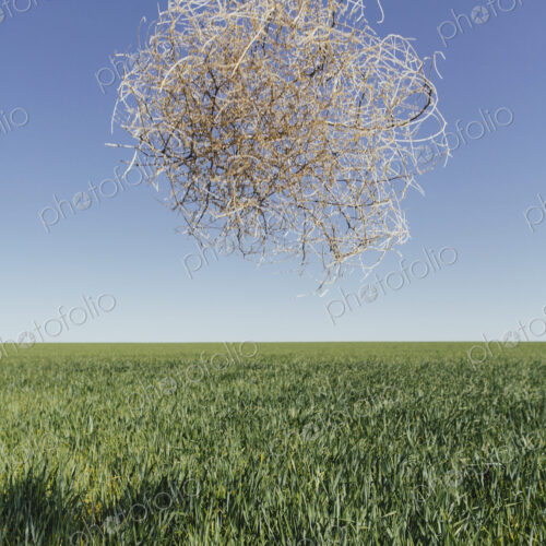 Sagebrush, tumbleweed blowing across a field of growing wheat crop in the farmland…