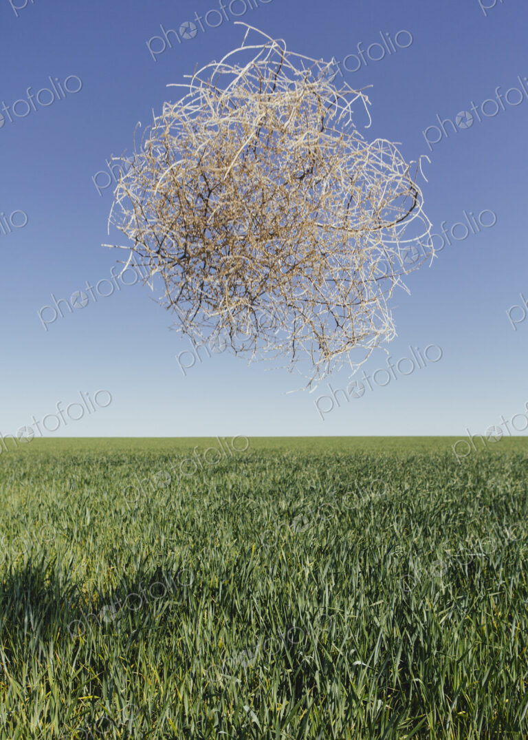 Sagebrush, tumbleweed blowing across a field of growing wheat crop in the farmland…
