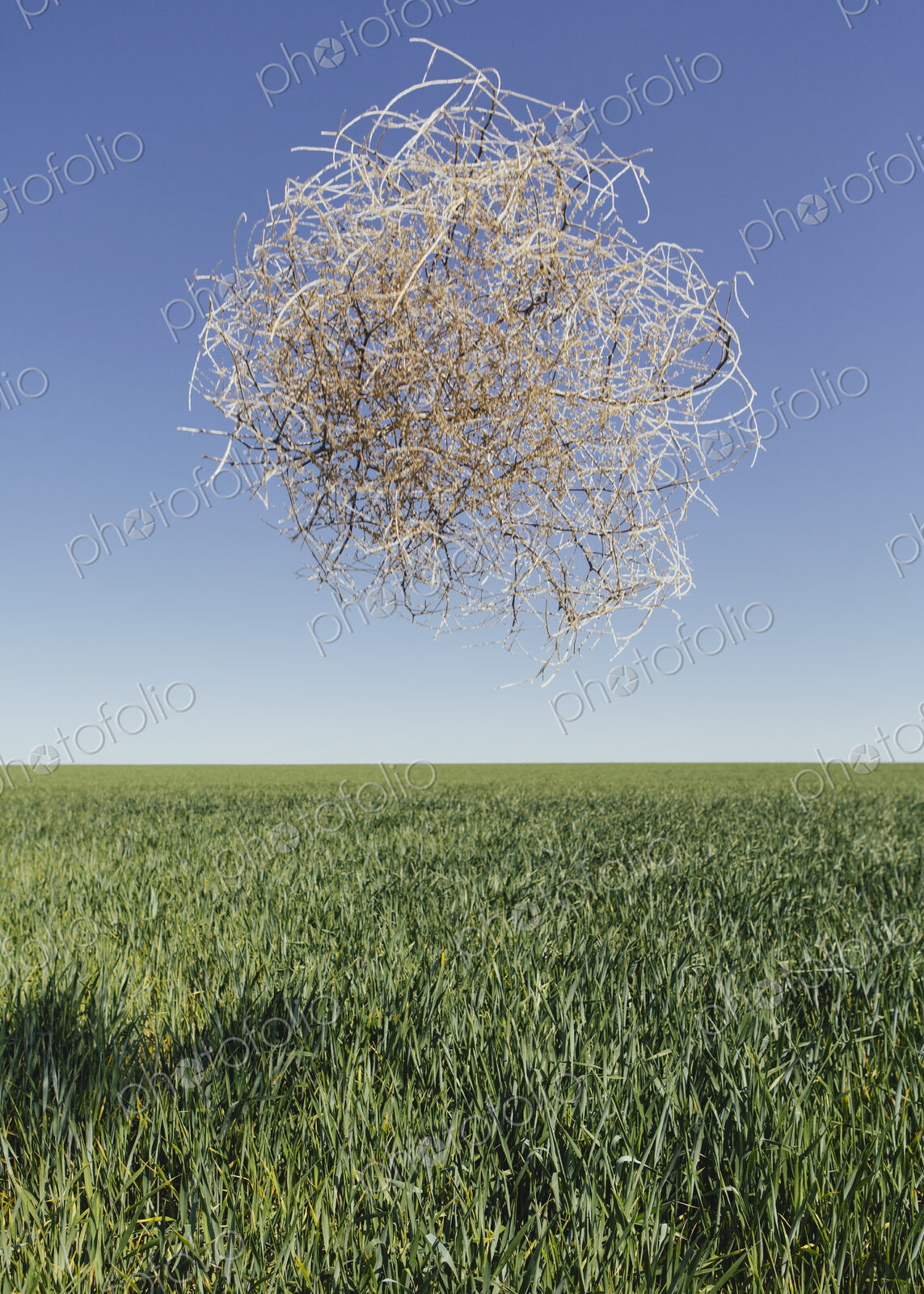 Sagebrush, tumbleweed blowing across a field of growing wheat crop in the farmland…