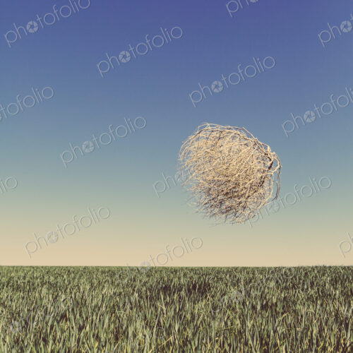 Sagebrush, tumbleweed blowing across a field of growing wheat crop in the farmland… Sagebrush, tumbleweed blowing across a field of growing wheat crop in the farmland…