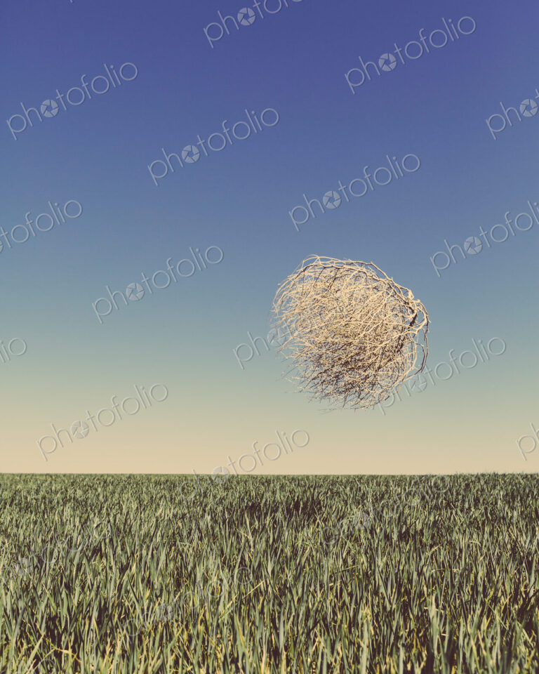 Sagebrush, tumbleweed blowing across a field of growing wheat crop in the farmland…
