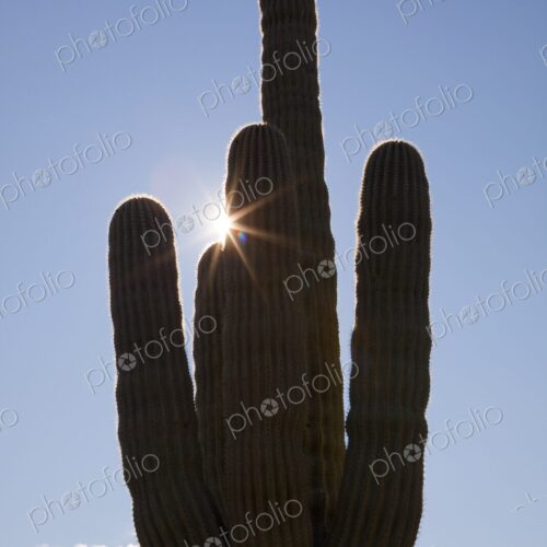 Saguaro cactus in silhouette against blue sky with sun burst, Phoenix, Arizona, USA Saguaro cactus in silhouette against blue sky with sun burst, Phoenix, Arizona, USA