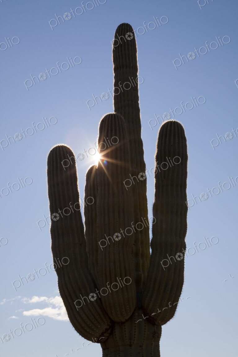 Saguaro cactus in silhouette against blue sky with sun burst, Phoenix, Arizona, USA