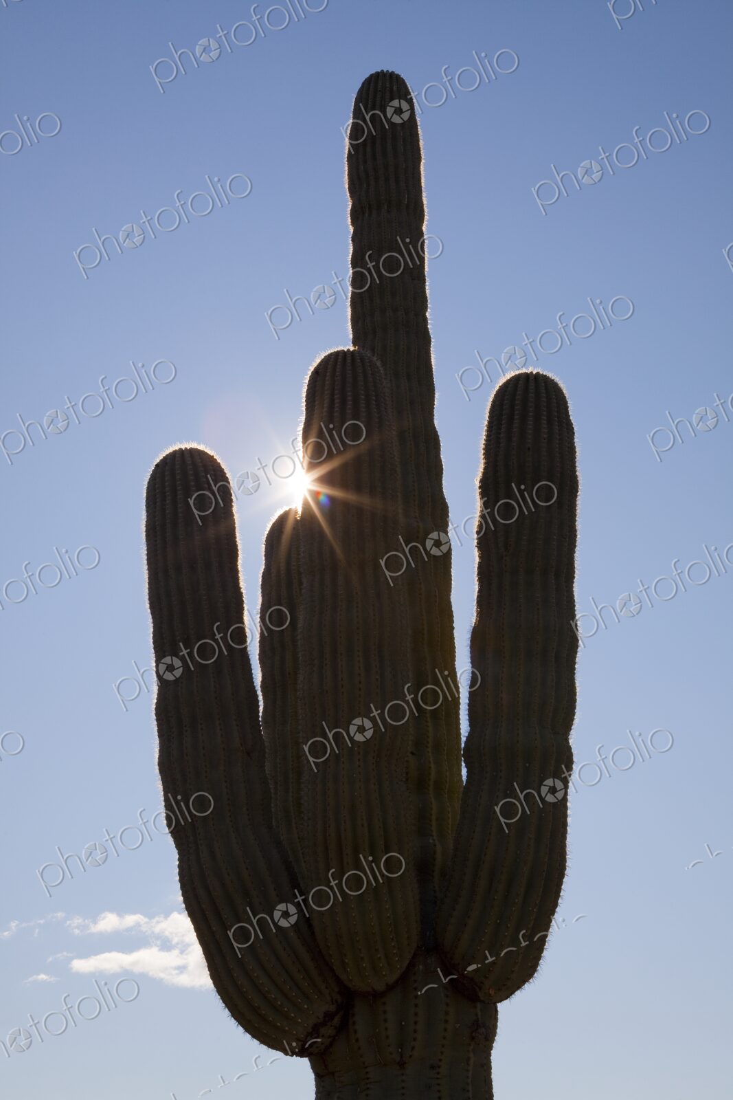 Saguaro cactus in silhouette against blue sky with sun burst, Phoenix, Arizona, USA