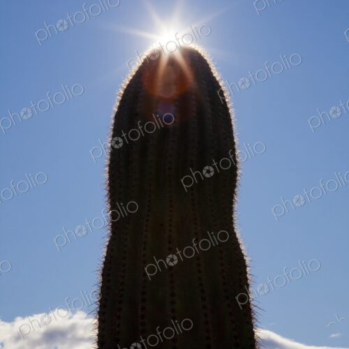 Saguaro cactus in silhouette against blue sky with sun burst, Phoenix, Arizona, USA Saguaro cactus in silhouette against blue sky with sun burst, Phoenix, Arizona, USA