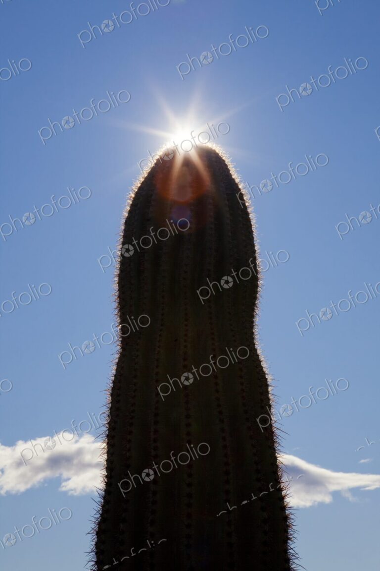 Saguaro cactus in silhouette against blue sky with sun burst, Phoenix, Arizona, USA