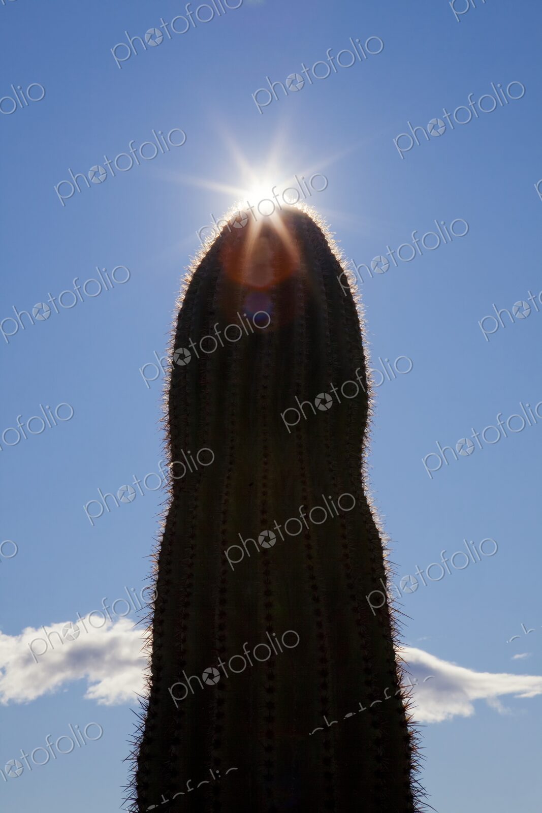 Saguaro cactus in silhouette against blue sky with sun burst, Phoenix, Arizona, USA