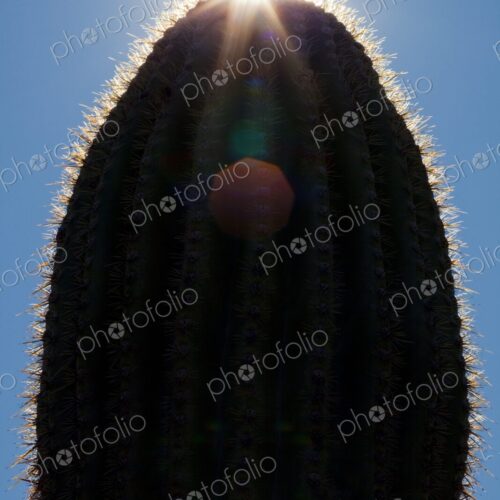 Saguaro cactus in silhouette against blue sky with sun burst, Phoenix, Arizona, USA Saguaro cactus in silhouette against blue sky with sun burst, Phoenix, Arizona, USA
