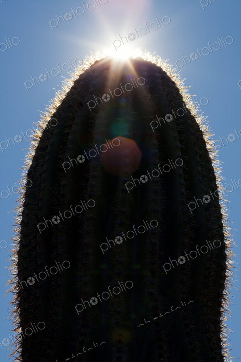 Saguaro cactus in silhouette against blue sky with sun burst, Phoenix, Arizona, USA